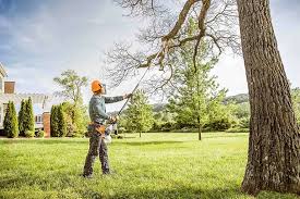 How Our Tree Care Process Works  in  Paris, AR